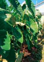 ハタイモの写真